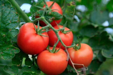 Agriculture beautiful photo calorie
