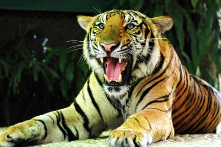Tiger big cat thailand