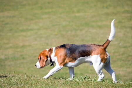 Pet anima breed