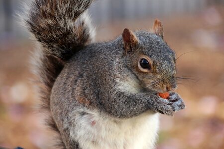 Croissant furry animal