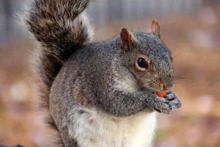 Croissant furry animal photo