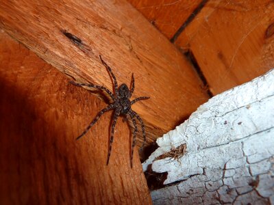 Arachnid cobweb nature photo