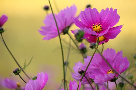 Flowers kawamata fukushima