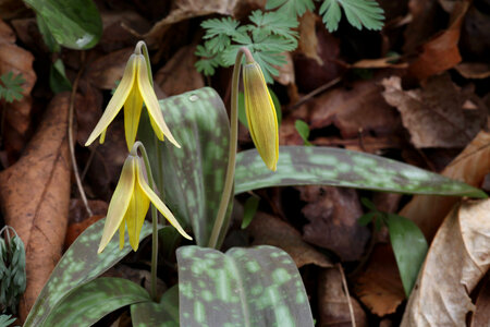 Trout lily-3 photo