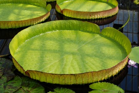 Victoria amazonica pads aquatic plant photo