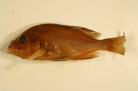 Orthopristis chrysoptera
