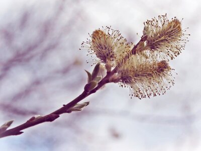 Nature blossom bloom