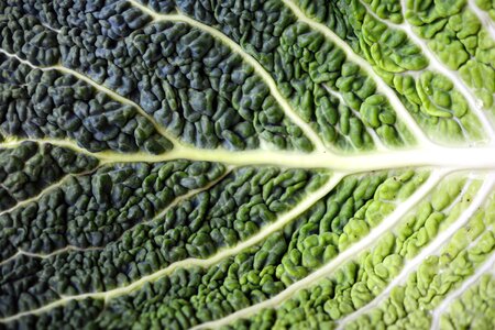 Broccoli food green leaves