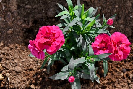 Carnation flower bud flower garden