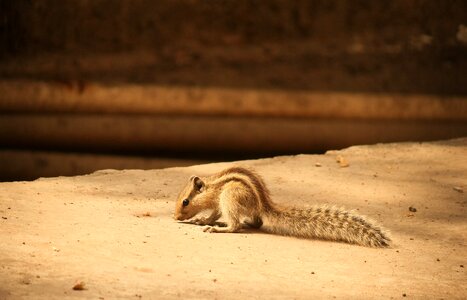 Mammal alone lonely