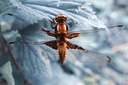 Dragonfly Macro photo