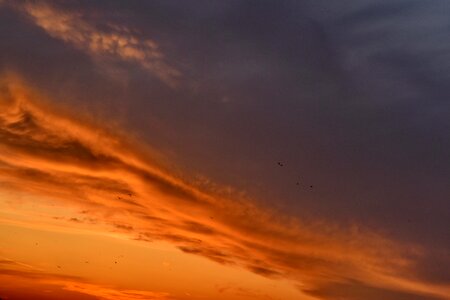 Birds evening sunset photo