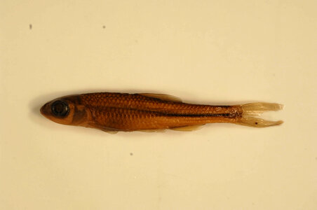 Notropis scabriceps