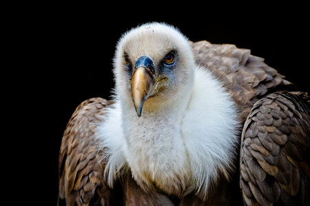 Vulture Bird photo