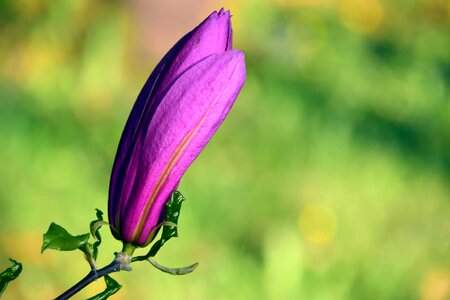 Beautiful Flowers bloom blooming