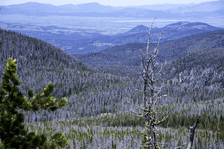 Trees and Mountain Landscape forest at Elkhorn Mountains