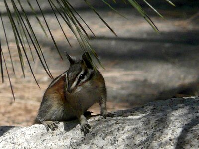 Stem animal mammal