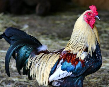Farm animal poultry