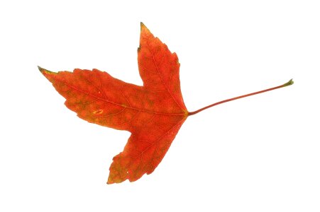 beautiful colorful autumn leaf