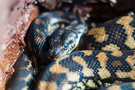 Eyes venom zoo