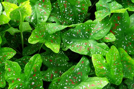 Florida beauty goa india