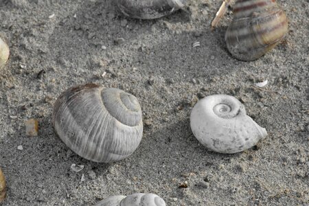 Seashell shell seashore photo