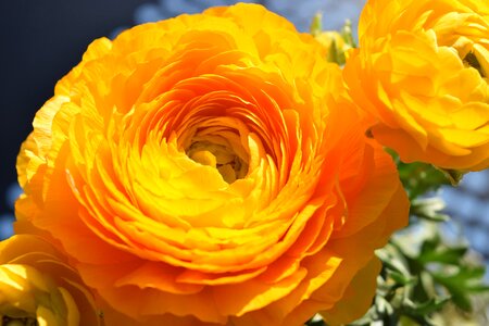 Flower ranunculus orange