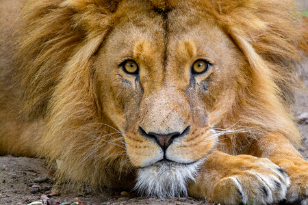 Lion Resting photo