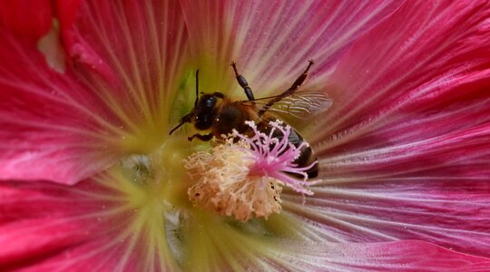 Bee insect flower photo