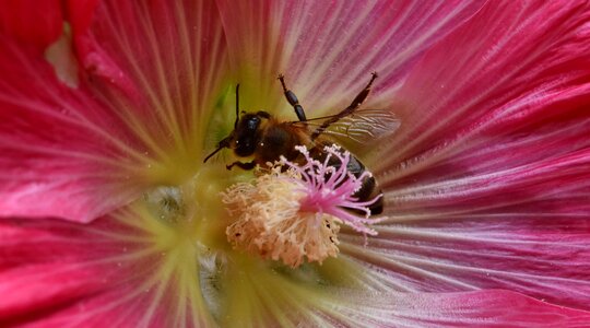 Bee insect flower