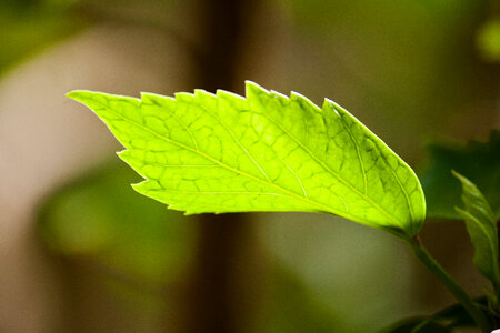 Beautiful Single Leaf