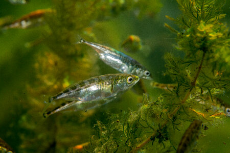 Threespine stickleback-1