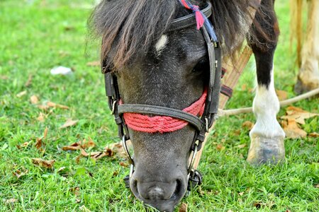 Muzzle pony stallion photo