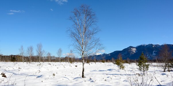 Individually birch cold photo