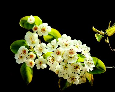 Spring flowers beauty