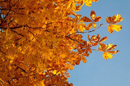 Autumn colours tree chestnut photo