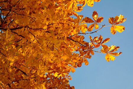 Autumn colours tree chestnut