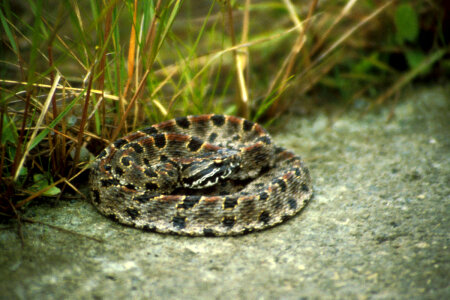Pigmy Rattlesnake
