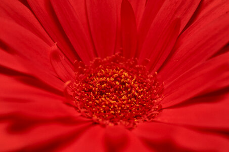 Red Flower Macro photo