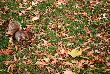 Camouflage photo