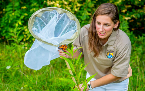 Monarch netting-2