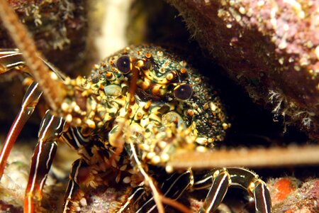 Sea close-up animal photo