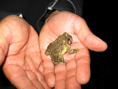 Arroyo frog toad photo