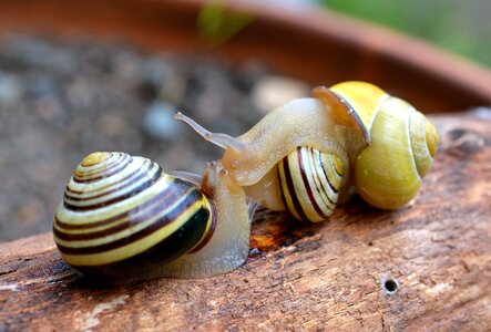 Animal forest invertebrate photo