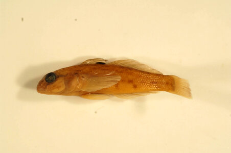 Neogobius melanostomus