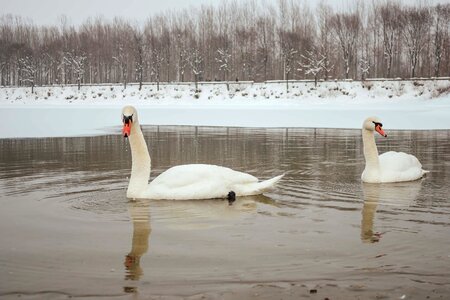 Swan winter flock photo