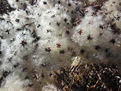 Seeds downy soft