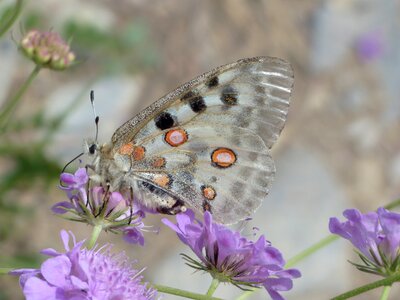 Parnassius apollo threatened strictly protected photo