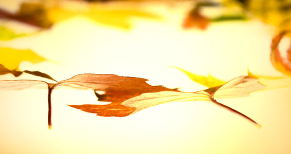 autumn leaves photo