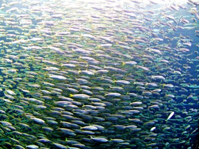 Sea ocean fish swarm photo